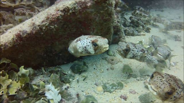 Melia Dunas Resort, Sal, Cape Verde - Diving/Snorkeling смотреть онлайн