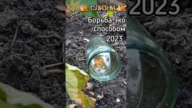 ПЕРЕЦ что будет с урожаем? Слизни все жрут #Борьба со слизнями натуральными средствами ? 12 июля ? смотреть онлайн