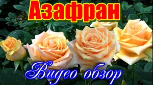 Обзор розы Азафран (Чайно гибридная) -  Azafran (Meilland  Франция)