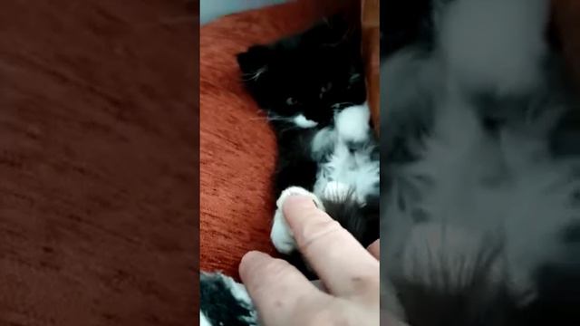 Мейн-кун "Мия". Великолепная и красивая. Первые дни в новом доме. смотреть онлайн