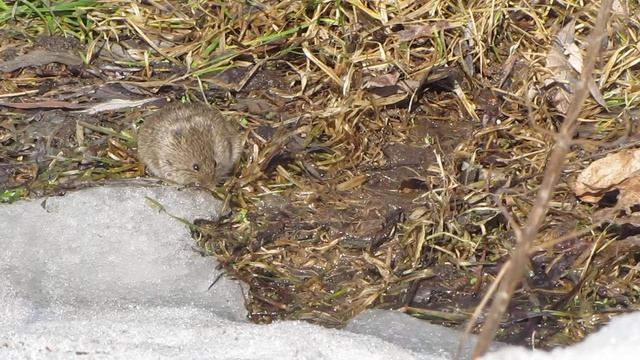 Весенние полевки, часть-2 смотреть онлайн