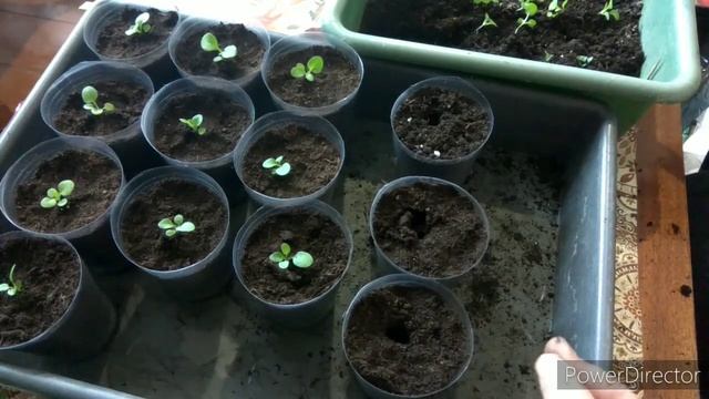 Как пикировать петунию. ??? смотреть онлайн