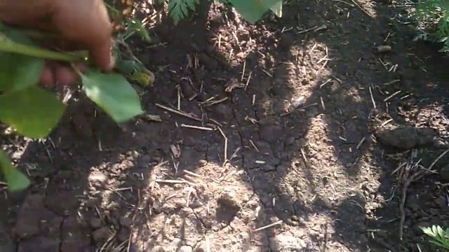 Подсолнух, который спасал от травы.20.07.19г смотреть онлайн