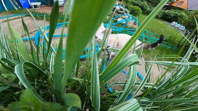 Тестовая съемка slow mo: удивительные приключения Куаркота на даче, снято на GoPro Hero8 black смотреть онлайн