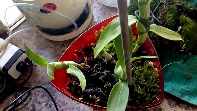 Дендробиум Нобель эксперимент смотреть онлайн