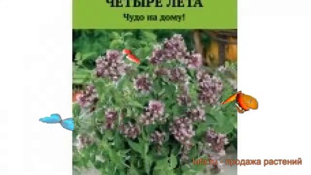Душица обыкновенная Надежда (nadezhda nadezhda) ? Надежда обзор: как сажать, семена душицы Надежда смотреть онлайн