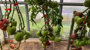 Всепогодные сорта томатов в моей теплице.