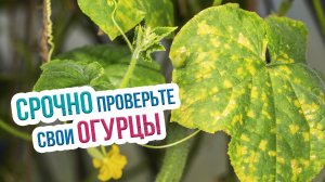 Как бороться с ложной мучнистой росой на огурцах? Лечение пероноспороза огурцов