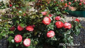 Краткий обзор розы Ностальжи (Флорибунда) - Nostalgia - (Tantau Германия 1996)