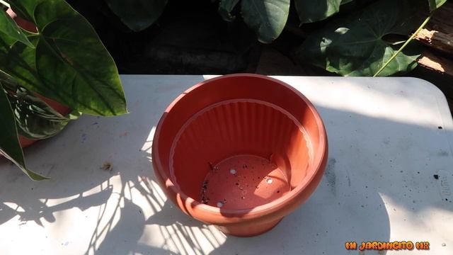 Anturio labios de mujer // Princess Amalia Elegance смотреть онлайн