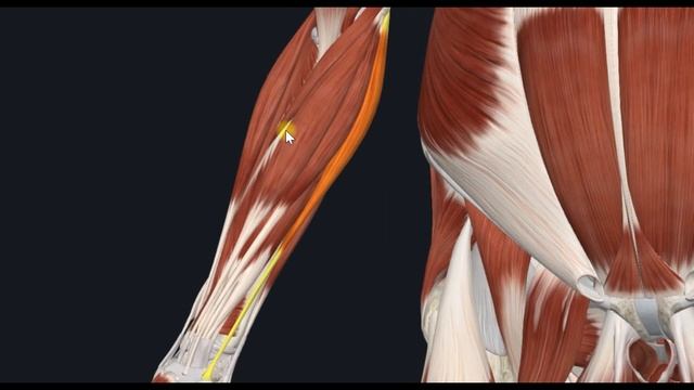 Локтевой сгибатель запястья (m. flexor carpi ulnaris) 3D Анатомия смотреть онлайн