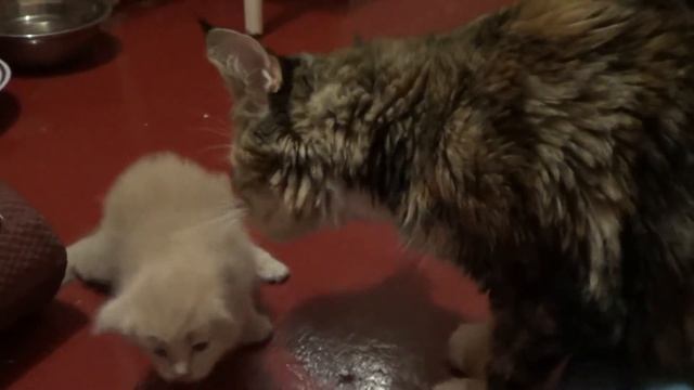 Котята играют. Как они подросли, три недельки от роду. смотреть онлайн
