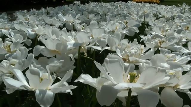 Parco Giardino Sigurtà 2013 Il Parco più bello d'Italia The most beautiful Italian park of 2013 смотреть онлайн