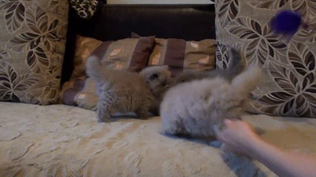 Мои пушистые колобки)