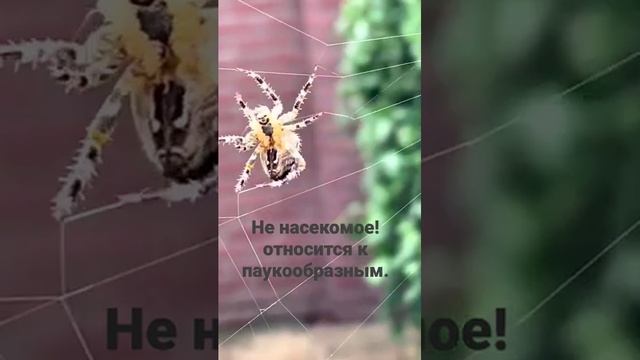 Плетение паутины. Пауки не насекомые, относятся к паукообразным. Подготовка к школе. Məktəbəqədər. смотреть онлайн