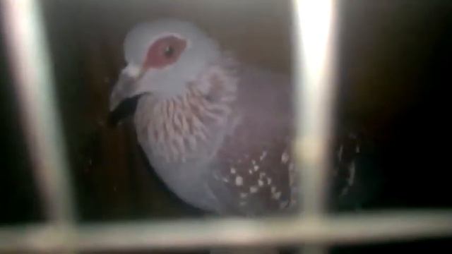 Гвинейская горлица или крапчатый голубь вторая часть смотреть онлайн
