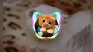 Mirèle - Кошечки хорошие лишнего не скажут