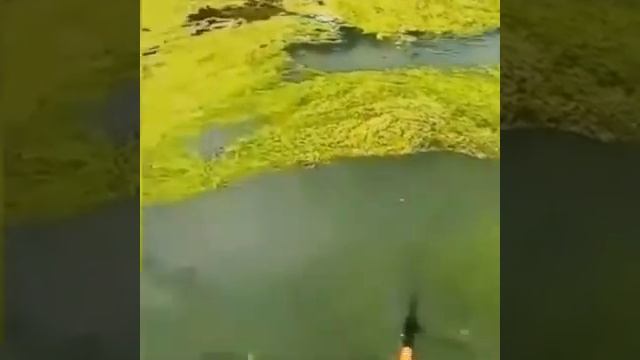 Атака огромного сома! смотреть онлайн