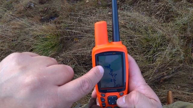 Нагонка молодой Русской гончей по зайцу беляку. смотреть онлайн