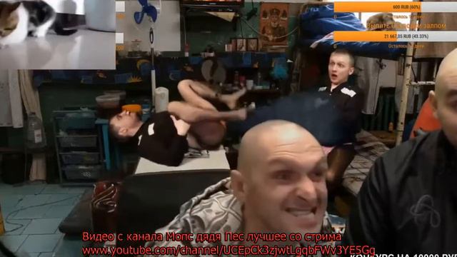 Мопс лает на котов смотреть онлайн