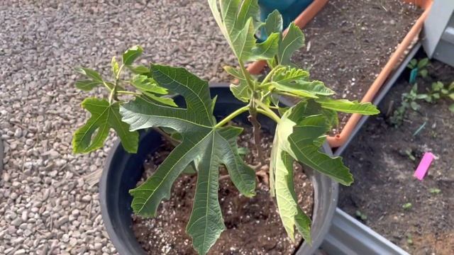 GREENHOUSE TOUR | GROW Your OWN FRUIT At HOME & SAVE Money смотреть онлайн