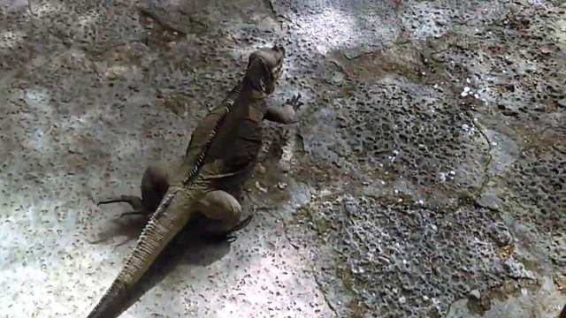 Доминикан экскурсия от Миши. Озера где живут крокодилы и ийугваны смотреть онлайн