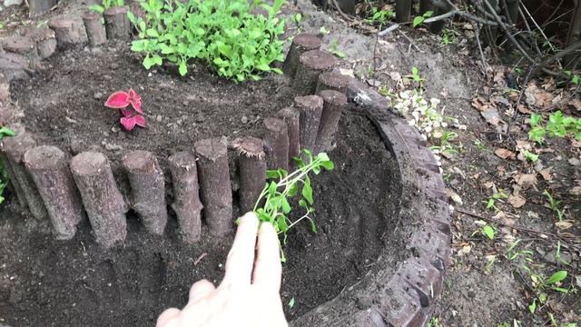 Первое цветение обриеты. Высаживаем петунию и колеусы смотреть онлайн