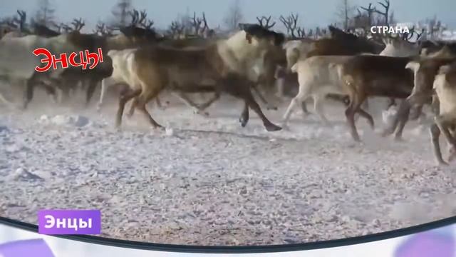Малочисленные народы России смотреть онлайн