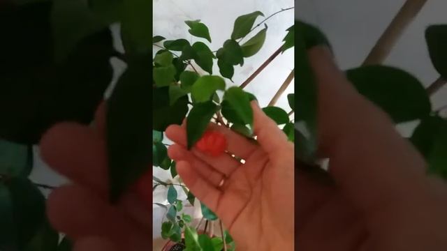 Суринамская вишня,питанга. Плодоношение в комнатных условиях смотреть онлайн