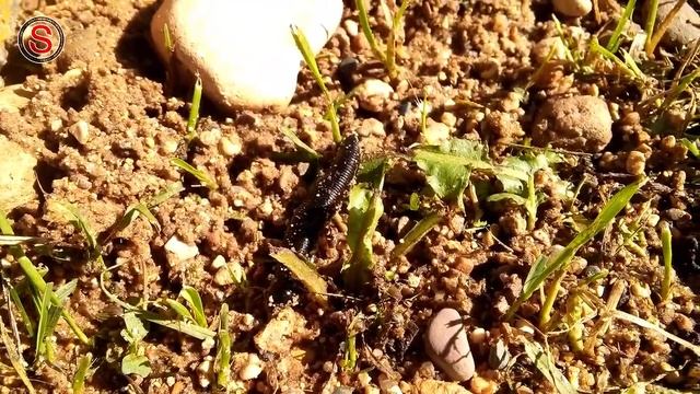 Медицинская пиявка. Как ползает пиявка по суше