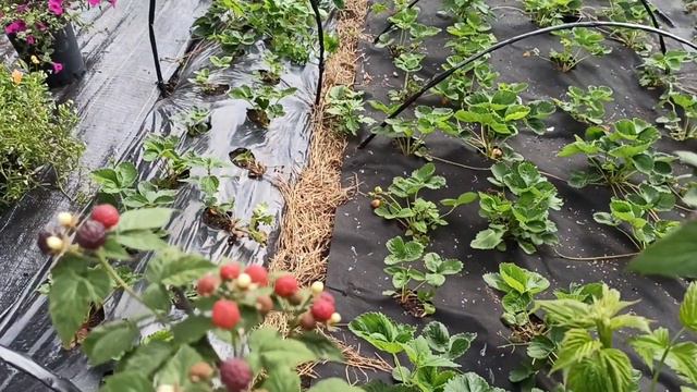 Выбрала время между дождей и приехала на дачу.Скоро участок будет расчищен от деревьев 😊🌱🌱🌱🌱🌱🌱🌱🌱 смотреть онлайн