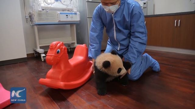 Adorable: Panda "Peanut" falls off rocking horse смотреть онлайн