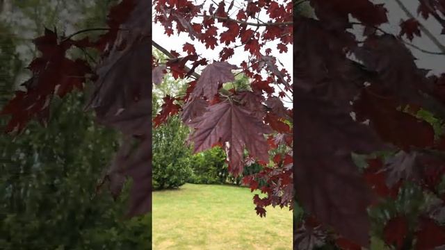 Bitki Tanıma ve Değerlendirme II-Acer platanoides "Crimson King" смотреть онлайн