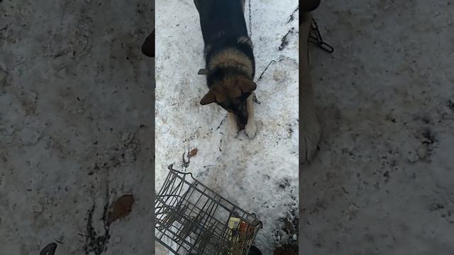 Маленькое день рождение у Байкальчика смотреть онлайн