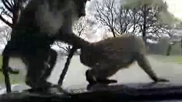 Обезьянья Камасутра смотреть онлайн