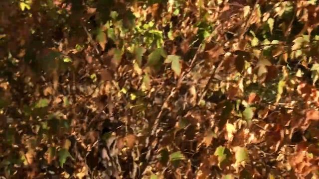 1 октября 2023. Саратовская золотая осень. Утро. Я и собака.