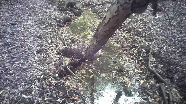 Водные процедуры птиц смотреть онлайн