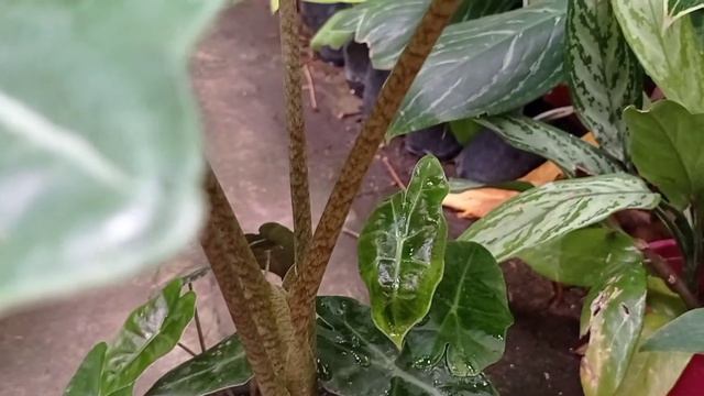 My Alocasia Sanderiana Grows so Gorgeous смотреть онлайн