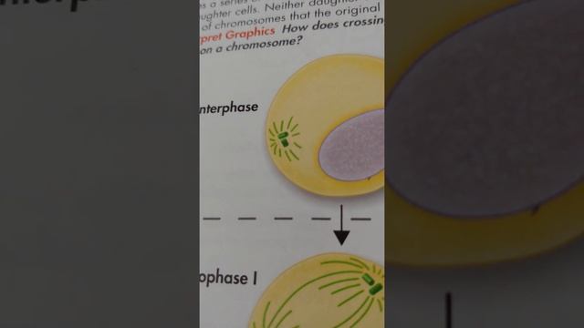 interphase 2 смотреть онлайн