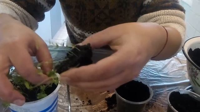 Как Пикировать Сельдерей. Как Пикировать Петрушку смотреть онлайн