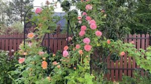 Роза Алхимист и Концерто 94 у неё в ножках. #розы_в_Подмосковье #роза _алхимист