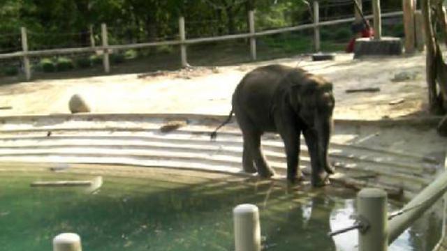 вашингтон зоо 011 смотреть онлайн