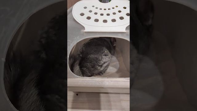 Что делает моя шиншилла в песке... смотреть онлайн