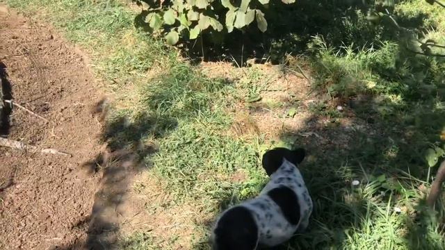 Французский бульдог Марсик обещает быть серьёзным... смотреть онлайн