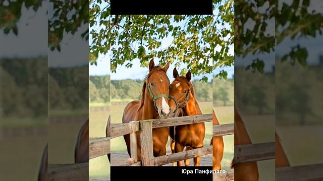 Бахталэ рома 2019 смотреть онлайн