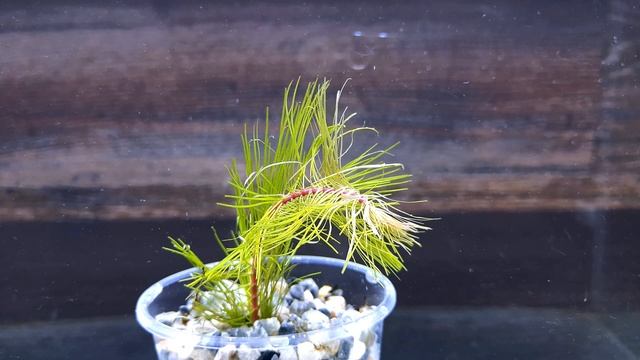 РОТАЛА ВЬЕТНАМ ( ROTALA sp. VIETNAM ) смотреть онлайн