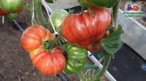 КОЛЛЕКЦИОННЫЙ ТОМАТ ВИНТАЖ