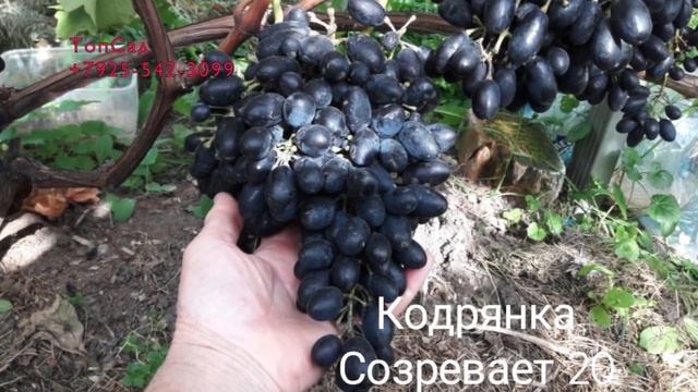 Удобрения для винограда в 2021 году. Виноград Подмосковья. смотреть онлайн