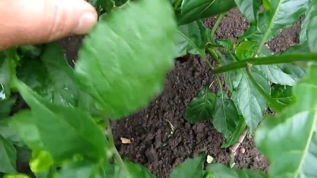 7 Pot Chaguanas Chocolate SLP - Самые острые сорта перца