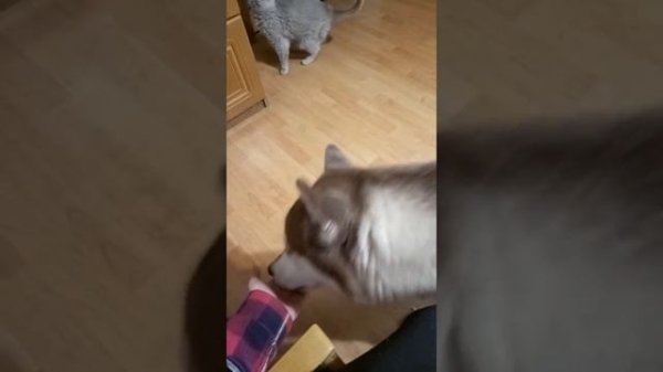 Самая голодная собака